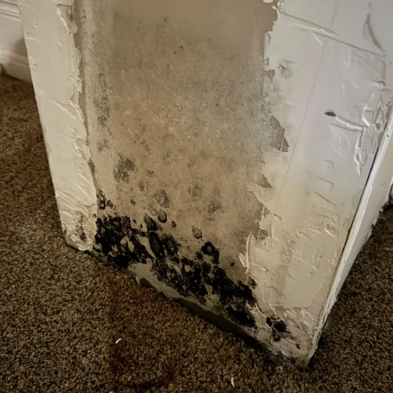 Professional Mold Removal in Tazewell County, IL